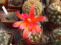 matucana_bagalaensis_201307