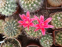 matucana_ritteri_201306