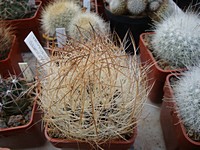 neoporteria_gerosenilis_201303