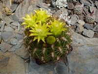 oroya_citriflora_j83_201306
