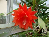 phyllocactus_cervenykv_201205