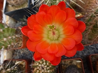 echinocereus_coccineus_kvet_201405