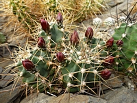 echinocereus_coccineus_roemeri_201404_poupata