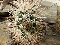 echinocereus_coccineus_rosei_201404_poupata