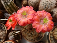 echinocereus_durangensis_acifer_kvet_201405