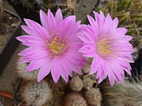 echinocereus_laui_kvet_201405