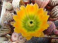 echinocereus_pectinatus_wenigerii_kvet_201206