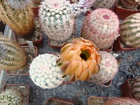 echinocereus_pectinatus_wenigerii_poupe_201205