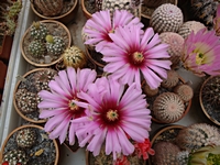 echinocereus_reichenbachii_albertii_201305