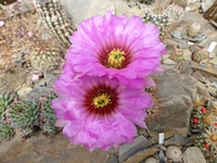 echinocereus_reichenbachii_baileyi_kvety_201405