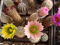 echinocereus_roeterii_ruznekvety_201205