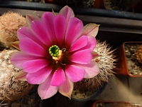 echinocereus_roetteri_kvet_201405