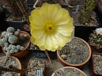 echinocereus_subinermis_kvet_201206