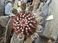 echinocereus_viridiflorus_201404_poupata
