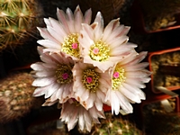 echinomastus_intertextus_dasyacanthus_kvet_201404
