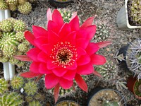 echinopsis_calorubra_kvet_201105