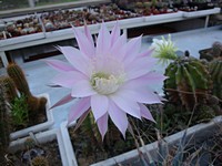 echinopsis_hybrid_ruzovykvet_201105
