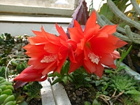 epiphyllum_hybrid_kvet_201405