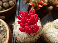 epithelantha_micromeris_plod_201404