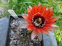 lobivia_jajoiana_kvet_201407