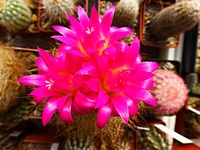 neoporteria_gerosenilis_201404_kvet