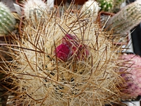 neoporteria_gerosenilis_201404_poupata