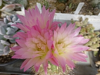 neoporteria_sp_kvet_201405