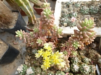 sedum_rubrotinctum_ruzovaforma_kvet_201405