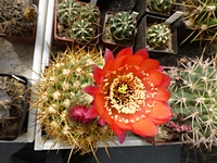 soehrensia_bruchii_se41_kvet_201406