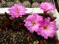 sulcorebutia_mentosa_kvet_201405