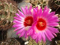 thelocactus_schwarzii_kvet_201206