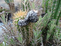 trichocereus_volianus_plod_201207