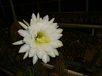 trichocervolianus_detailkvetu_20120