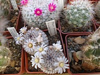 mammillaria_andersoniana_201204