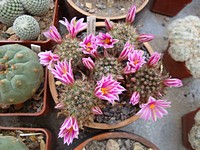 mammillaria_blossfeldiana_201205