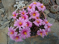 mammillaria_blossfeldiana_201306