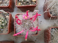 mammillaria_bocasana_roseiflora_201104