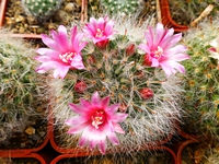 mammillaria_bocasana_roseiflora_201404