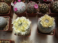 mammillaria_duwei_201205