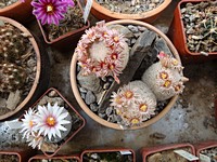 mammillaria_egregia_201104