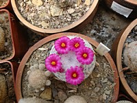 mammillaria_humboldii_201305