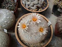 mammillaria_ortizrubiona_201204