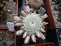 mammillaria_pectinifera_201104