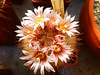 mammillaria_pennispinosa_201404