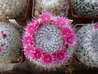 mammillaria_perbella_armiarmata_201204