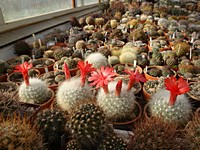 mammillaria_senile_20120426