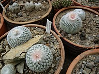 epithelantha_micromeris_unguispina_201205