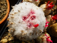 epithelantha_micromeris_unguispina_grutas_de_garcia_201404