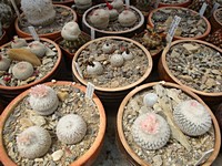 epithelantha_unguispina_201305