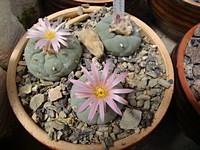 lophophora_williamsii_decipiens_20120428